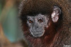 Callicebus moloch