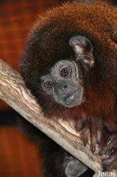 Santa Ana Zoo