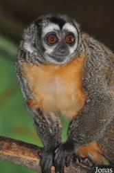 Aotus azarae