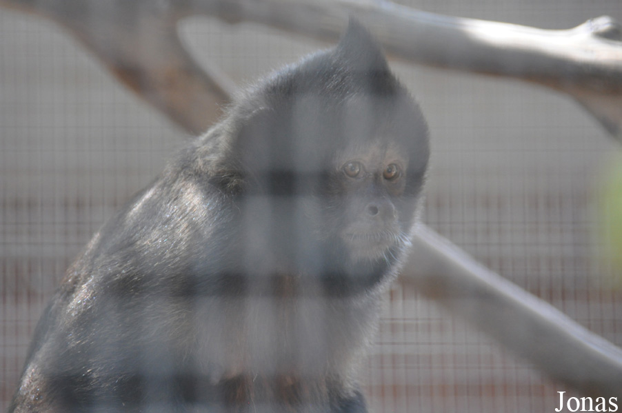 Santa Ana Zoo