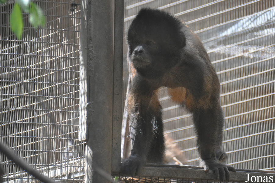Santa Ana Zoo