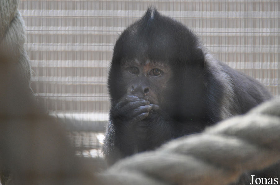 Santa Ana Zoo