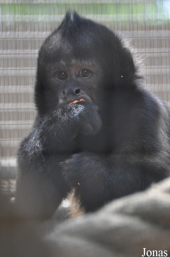 Santa Ana Zoo