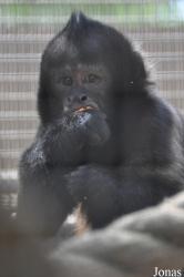 Santa Ana Zoo