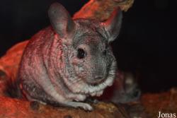 Chinchillidae