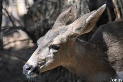Odocoileus hemionus