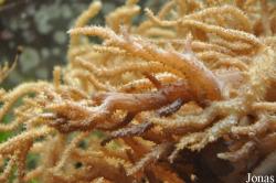 Sinularia sp.