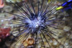 Diadema sp.