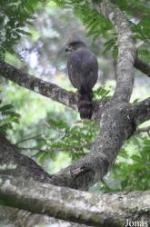 Accipiter ovampensis