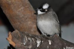 Birdland Park & Gardens