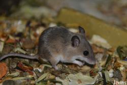 Noctalis