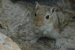 Muridae