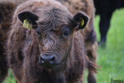 Vache Galloway
