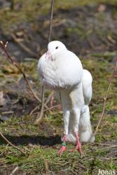 Vogelpark De Lorkeershoeve