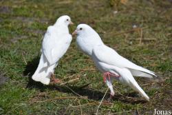 Vogelpark De Lorkeershoeve