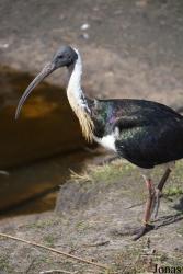 Vogelpark De Lorkeershoeve