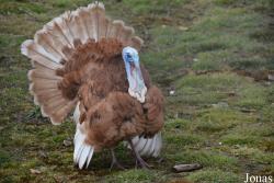 Vogelpark De Lorkeershoeve