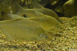 Abramis brama