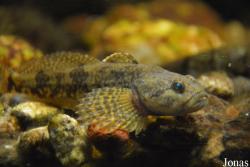Cottus gobio