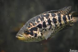 Parachromis managuensis