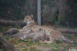 Zoo Landau in der Pfalz
