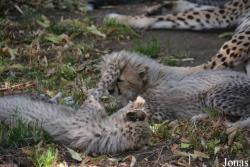 Zoo Landau in der Pfalz