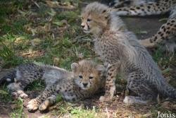 Zoo Landau in der Pfalz
