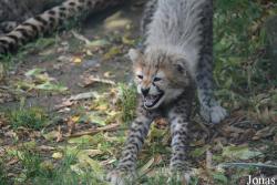 Zoo Landau in der Pfalz
