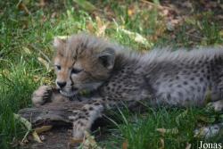 Zoo Landau in der Pfalz