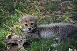 Zoo Landau in der Pfalz