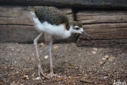 Zoo Landau in der Pfalz