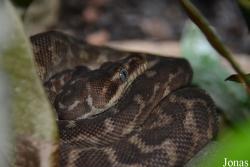 Morelia carinata