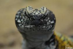 Uromastyx nigriventris