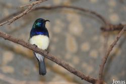 Cinnyris venustus