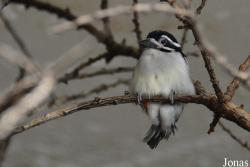 Pogoniulus bilineatus