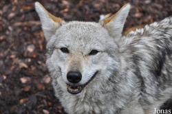 Canis lupaster