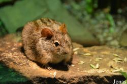 Rhabdomys pumilio