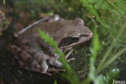 Rana dalmatina