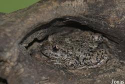 Alytidae
