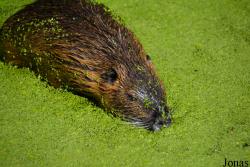 AquaZoo Friesland