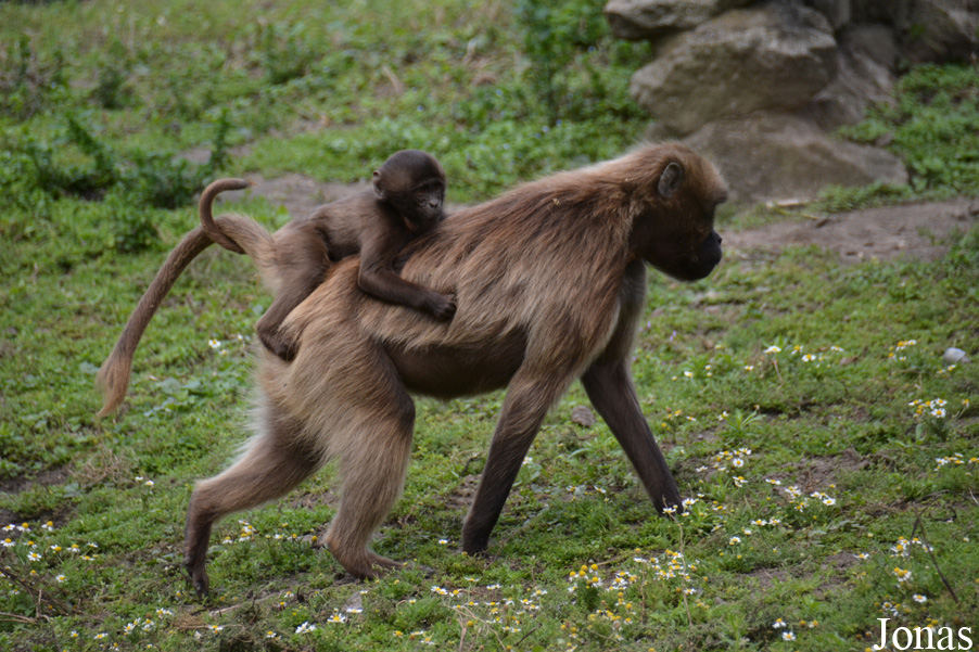 NaturZoo Rheine