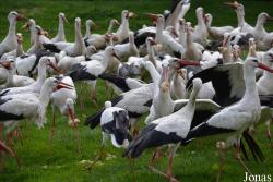 NaturZoo Rheine