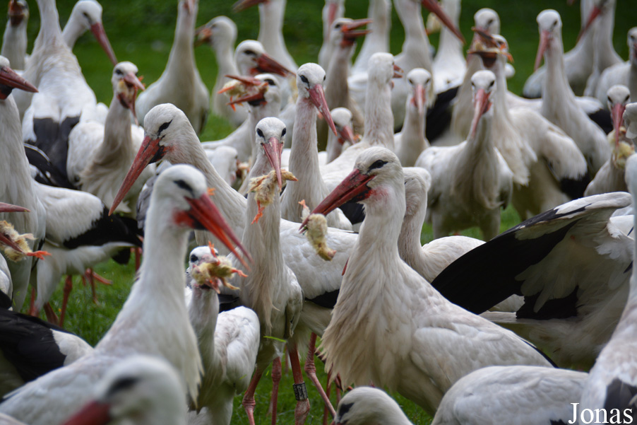 NaturZoo Rheine