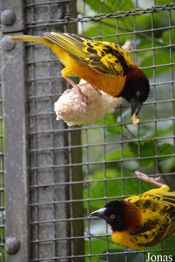 NaturZoo Rheine