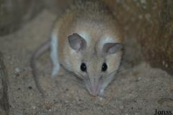 Murinae