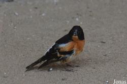 Fringilla montifringilla