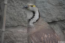 Beijing Zoological Gardens