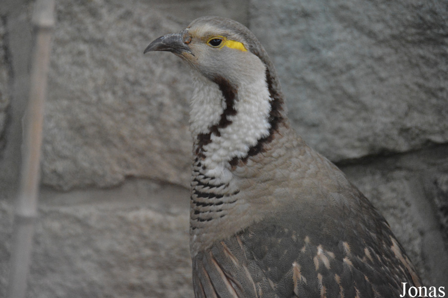 Beijing Zoological Gardens