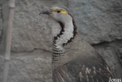 Beijing Zoological Gardens