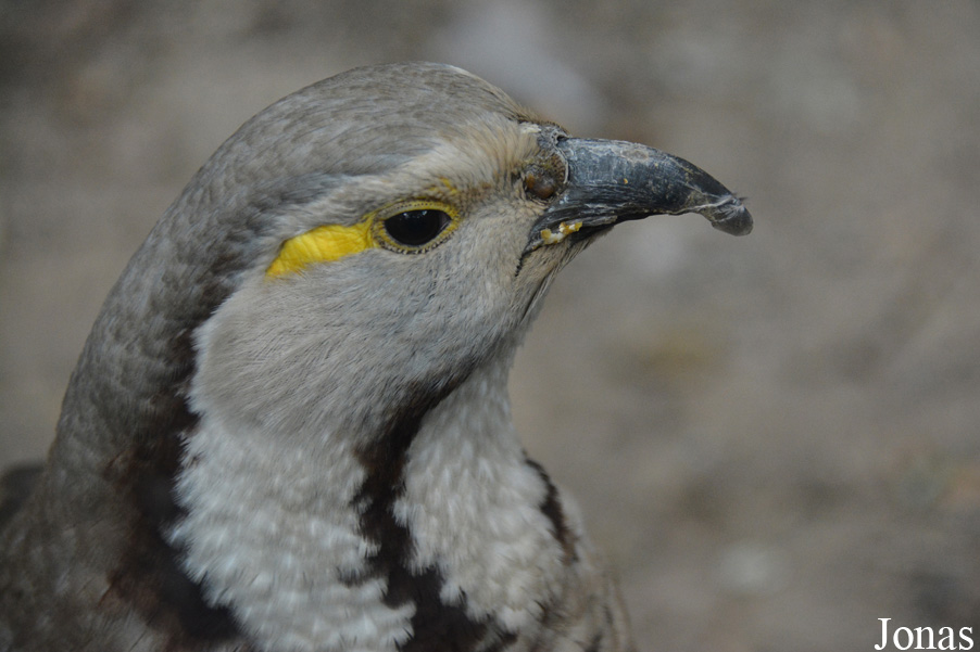 Beijing Zoological Gardens